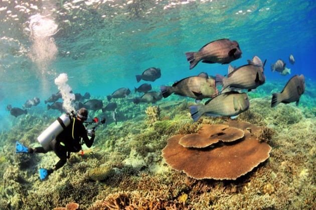 Diving bersama banyak ikan