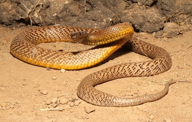 Fierce Snake Atau Inland Taipan