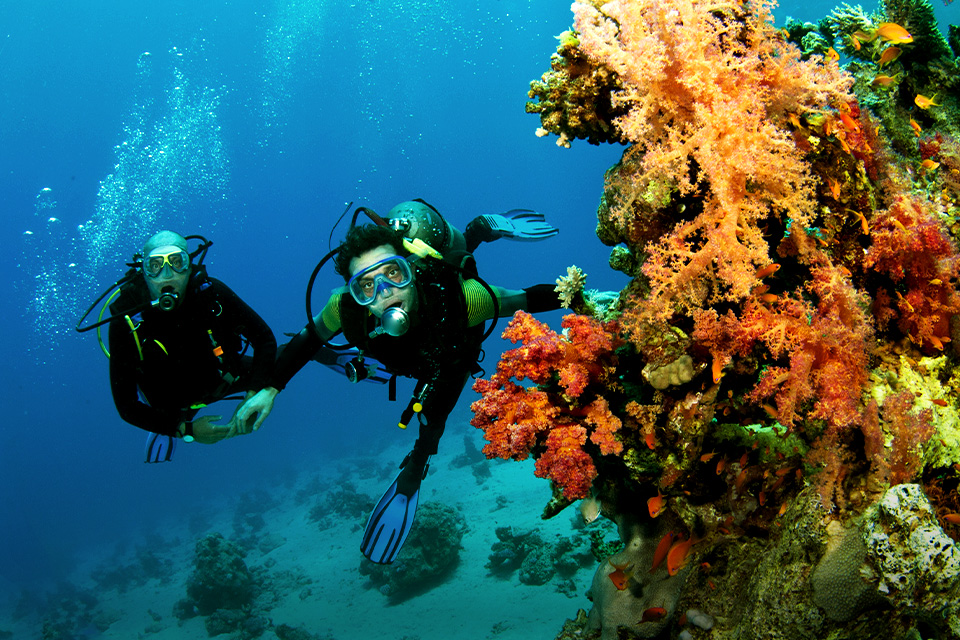 Diving di Karimunjawa Bisa Bikin Putus Atau Malah Jadi Pacaran, Benar Nggak  Ya? | SUPERLIVE